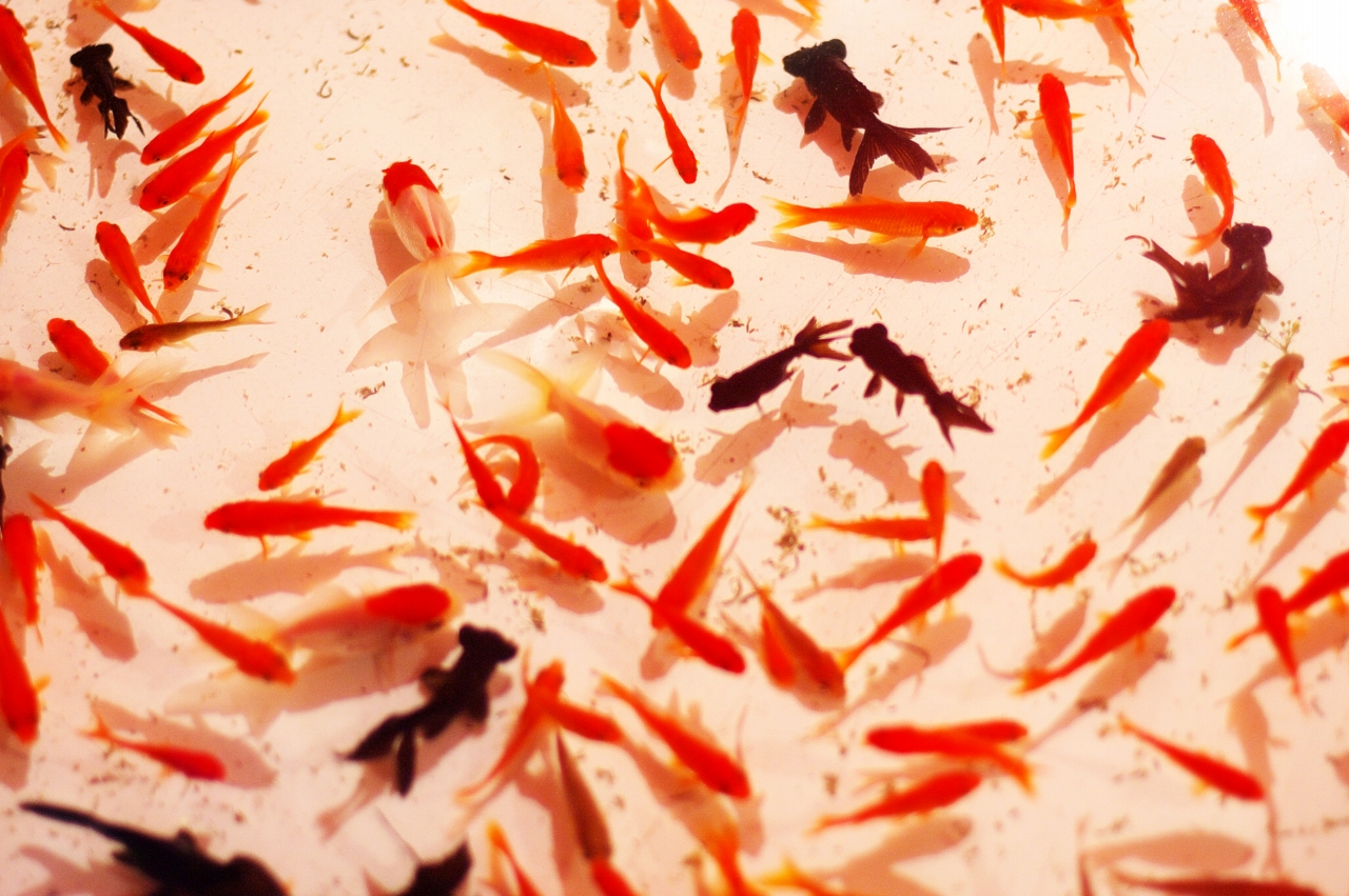 �����d��